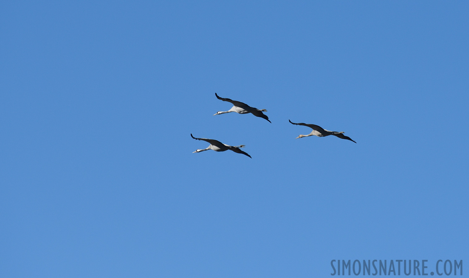 Grus grus [400 mm, 1/3200 sec at f / 8.0, ISO 800]